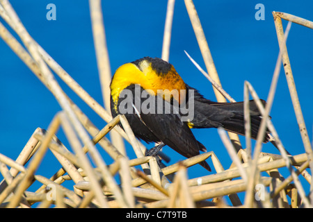 Carouge à tête jaune Xanthocephalus xanthocephalus Klamath inférieur National Wildlife Refuge, California, United States Banque D'Images