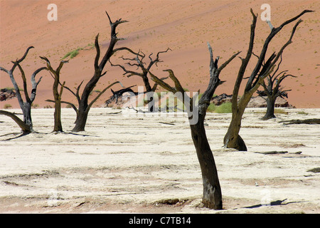 L'Afrique, la Namibie, Deadvlei, Namib-Naukluft National Park Banque D'Images