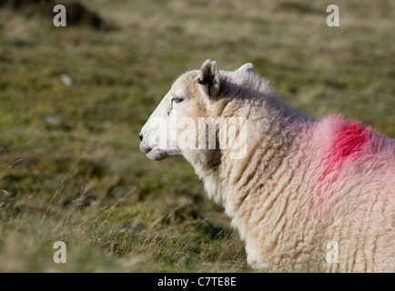 Welsh mountain brebis sur la montagne Pumlumon Banque D'Images