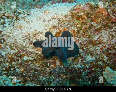 L'Lamellarid Hiby, cinq-horned univalves trouvés dans les récifs coralliens Banque D'Images