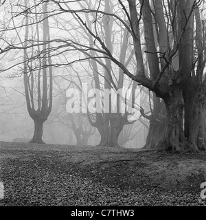 Vieux arbres étêtés ou taillis (ou peut-être charme) sur un jour brumeux en janvier dans la forêt d'Epping, Essex Banque D'Images