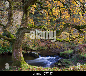 À côté de l'arbre de l'eau dans le Badgworthy Doone Valley, Exmoor, Somerset, Angleterre. L'automne (novembre) Banque D'Images