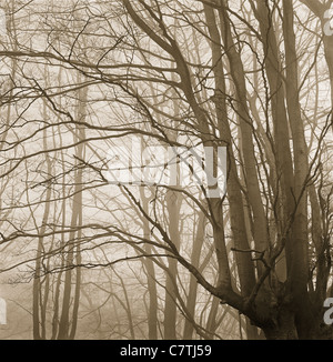 Vieux arbres étêtés ou taillis (ou peut-être charme) sur un jour brumeux en janvier dans la forêt d'Epping, Essex Banque D'Images