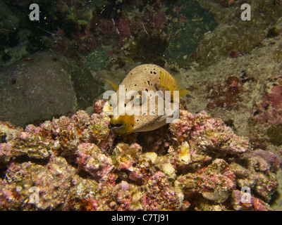 Black-spotted Puffer déplaçant lentement sur le récif Banque D'Images