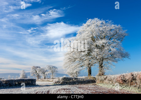 Les terres agricoles et les arbres givrés de givre en hiver, arc, Mid Devon, Angleterre. Hiver (décembre) 2010. Banque D'Images