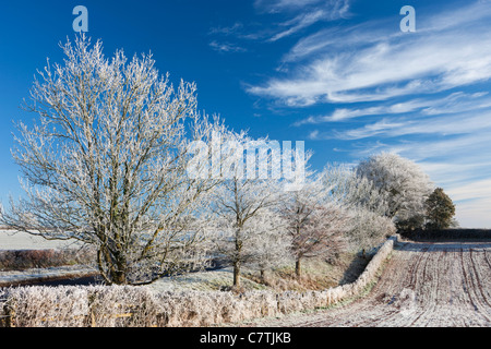 Les terres agricoles et les arbres givrés de givre en hiver, arc, Mid Devon, Angleterre. Hiver (décembre) 2010. Banque D'Images