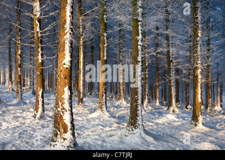 Les arbres givrés de givre de l'hiver neigeux dans un bois, bois Morchard, Devon, Angleterre. Hiver (décembre) 2010.