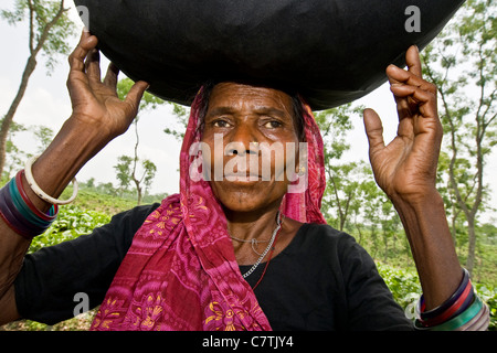 Le Bangladesh, Rangamati, portrait de femme travaillant dans les plantations de thé Banque D'Images