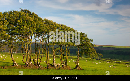 Les hêtres poussant dans une vieille haie, Exmoor National Park, Devon, Angleterre. Printemps (mai) 2011. Banque D'Images