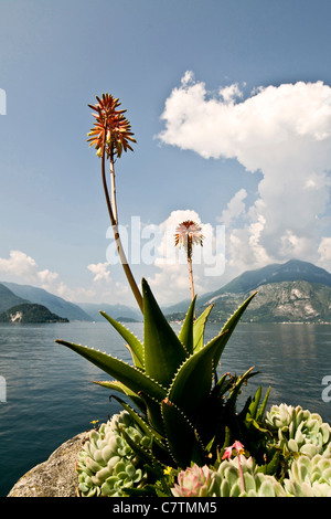 L'Italie, la Lombardie, le lac de Côme, Ravello, Villa Monastero, jardin Banque D'Images