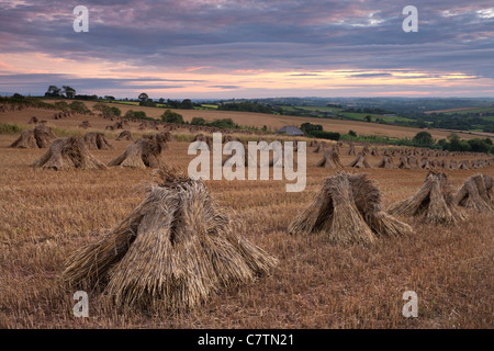 Moyettes de maïs dans un champ du Devon au coucher du soleil, Batimentsneufs, Devon, Angleterre. L'été (juillet) 2011. Banque D'Images