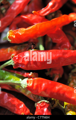 Macrophotographie de piment rouge. Banque D'Images