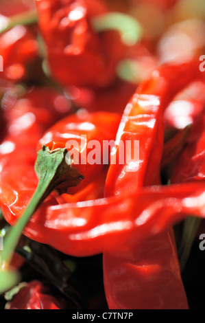 Macrophotographie de piment rouge. Banque D'Images