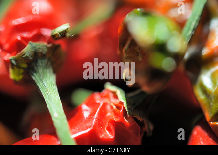 Macrophotographie de piment rouge. Banque D'Images