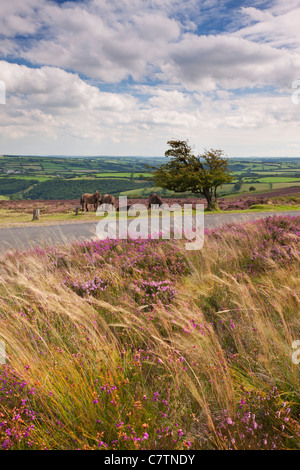 Poneys Exmoor sur Dunkery Hill, Exmoor, Somerset, Angleterre. L'été (août) 2011. Banque D'Images