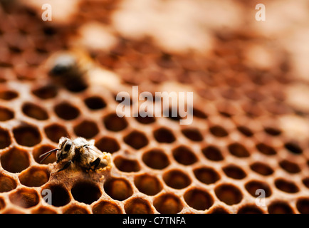 Les jeunes qui sortent d'abeilles le comb Banque D'Images