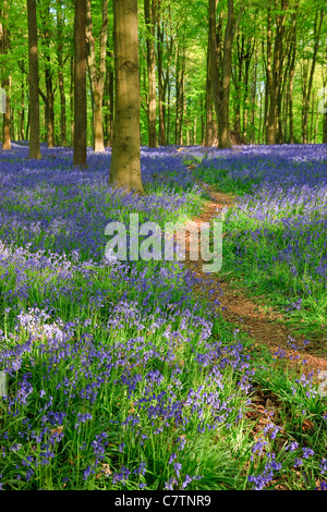 Bluebells à West Wood Lockeridge Marlborough Wiltshire Angleterre Banque D'Images