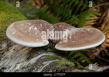 Polypore du bouleau ou Razorstrop, Piptoporus betulinus champignon sur birch log ; New Forest. Banque D'Images