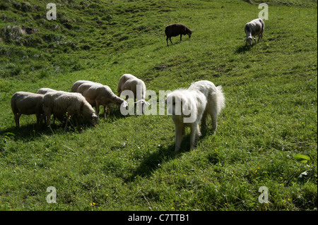 Troupeau de moutons avec guarddog, Alpes Bernoises, Suisse Banque D'Images