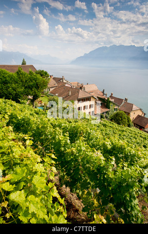 Terrasses de Lavaux au patrimoine mondial de l'UNESCO, près du lac de Genève et de Vaud en Suisse. Cépage principal est le Chasselas. Banque D'Images