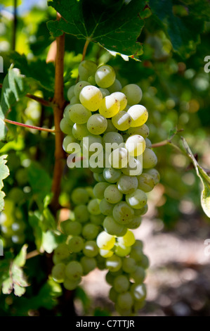 Sancerre vignobles dans la partie orientale de la vallée de la Loire, près d'Orléans Banque D'Images