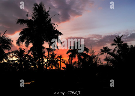 Sunset silhouette de cocotiers et des plantations de palmiers de la Green Lagoon Kerala Inde, horizontal, paysage,t avec spa de copie Banque D'Images