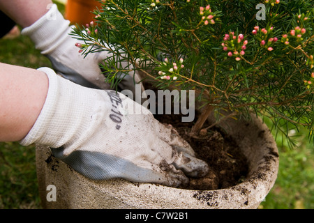 Woman planting plant Banque D'Images