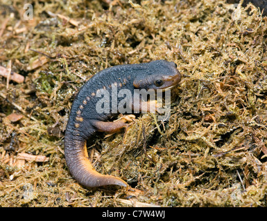 TYLOTOTRITON VERRUCOSUS, crocodile de l'HIMALAYA NEWT Banque D'Images