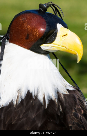 Head Shot d'un phoque à capuchon Femme Pygargue à tête blanche Haliaeetus leucocephalus Banque D'Images