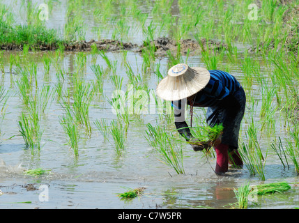 La plantation des plants de riz Banque D'Images