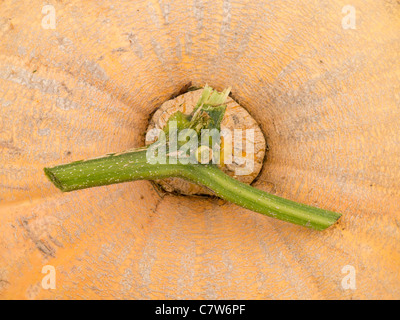 Automne Malvern Show, Angleterre- Tige de citrouille Banque D'Images