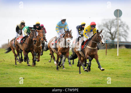 Le champ entrez dans la dernière ligne droite à la chasse du duc de Beaufort Point-à-point 2009, Gloucestershire UK Banque D'Images