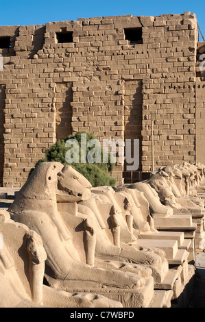 L'Avenue des sphinx à tête de bélier, Temple de Karnak, Louxor, Egypte Banque D'Images