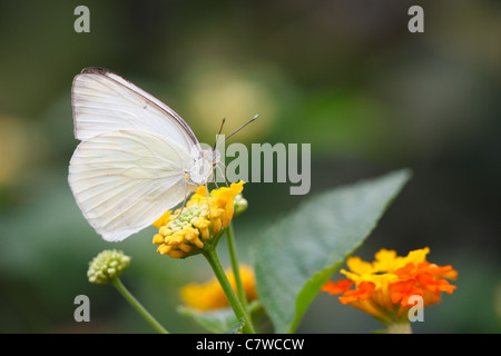 Grand papillon blanc du sud (Ascia monuste), qui se nourrit d'une belle fleur jaune et orange. Banque D'Images