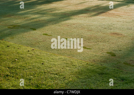 Sentier des traces de pas dans la rosée du matin dans l'herbe en charge Banque D'Images