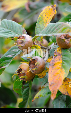 Néflier, mespilus germanica, fruit mûr sur l'arbre, UK, Septembre Banque D'Images