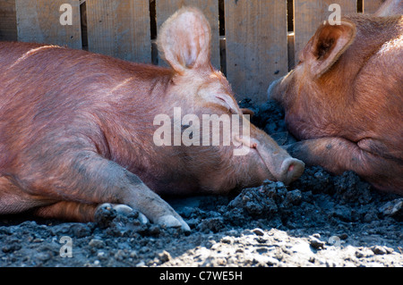 Porcs de couchage Banque D'Images