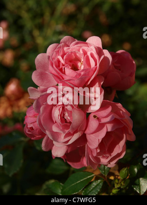 Un bouquet de roses roses contre un fond vert sombre des feuilles, toutes en fin d'après-midi. Banque D'Images