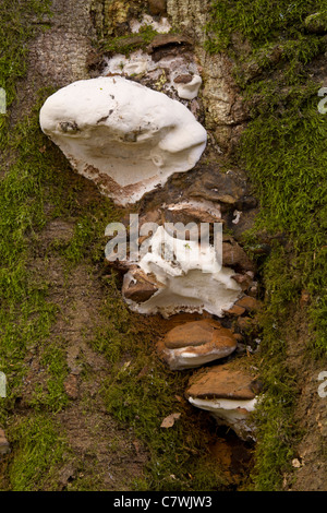 Champignons Ganoderma adspersum Banque D'Images