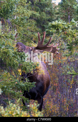 Bull Moose, le parc national Denali, en Alaska. Banque D'Images