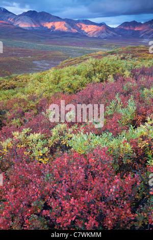 Couleurs d'automne au col polychrome, le parc national Denali, en Alaska. Banque D'Images