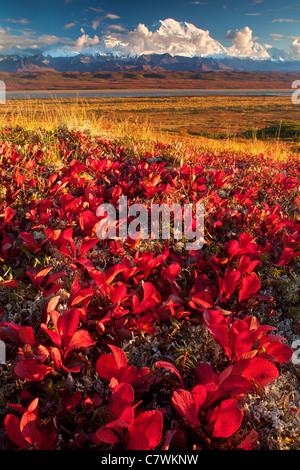 Mt. McKinley Denali, ou le parc national Denali, en Alaska. Banque D'Images