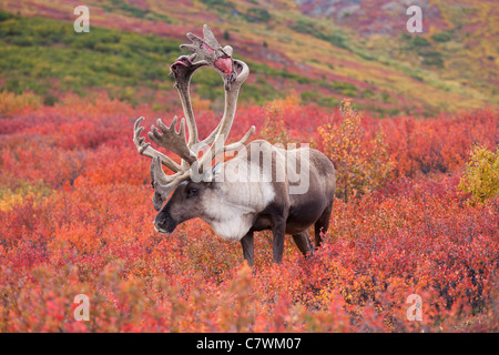 Caribou mâle, le parc national Denali, en Alaska. Banque D'Images