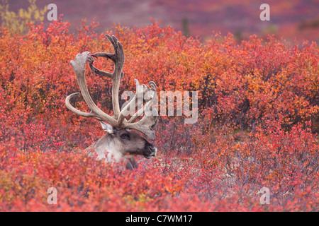 Caribou mâle, le parc national Denali, en Alaska. Banque D'Images