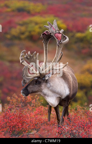 Caribou mâle, le parc national Denali, en Alaska. Banque D'Images