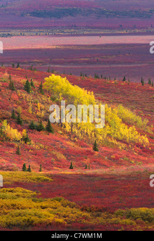 Couleurs d'automne, le parc national Denali, en Alaska. Banque D'Images
