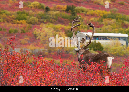 Caribou mâle regardant tour bus dans le parc national Denali, en Alaska.