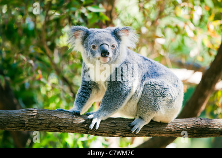 Mignon koala australien dans son habitat naturel de gumtrees Banque D'Images