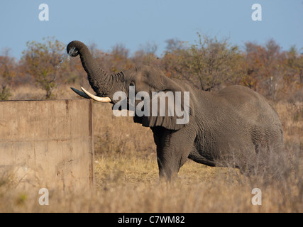 Barrage en béton de l'éléphant Banque D'Images