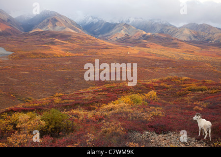 Les mouflons de Dall, Polychrome Pass, parc national Denali, en Alaska. Banque D'Images